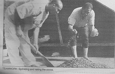 Teamwork: Sprinkling and raking the cocoa 