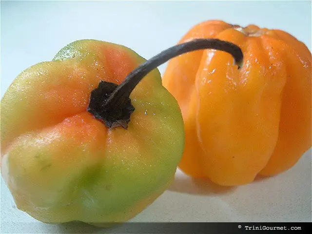 Scotch Bonnet Pepper