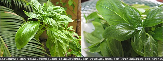 Basil basil-5354619