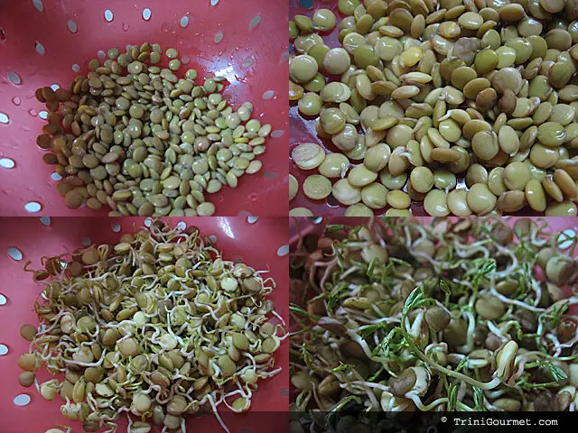 sproutinglentils-3948745