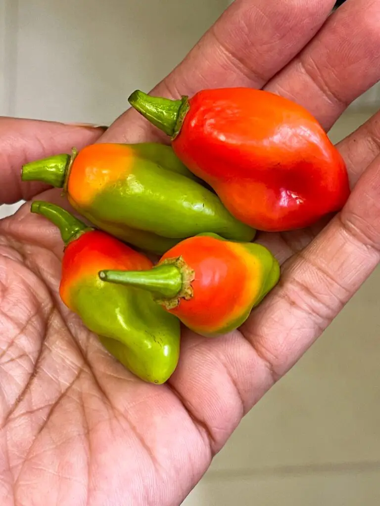 Pimentos