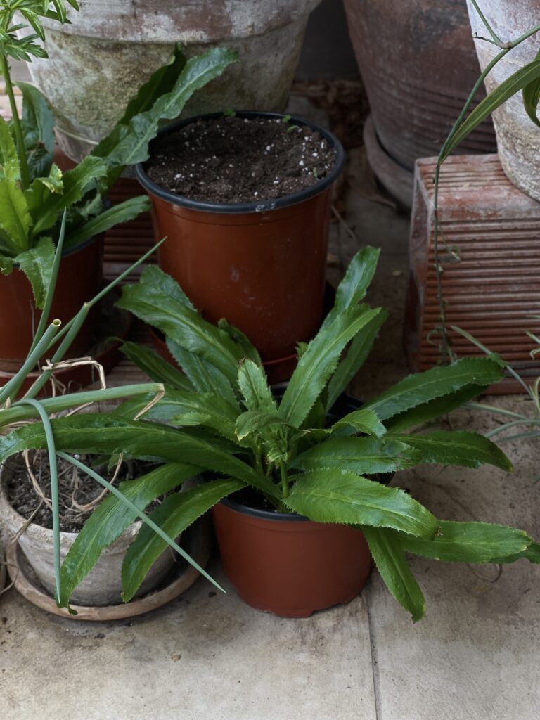 Culantro, chadon beni