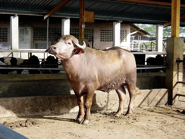 buffalypso-2732430-5653004