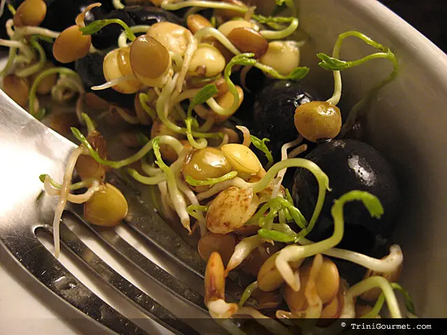 How To Grow Your Own Bean Sprouts!
