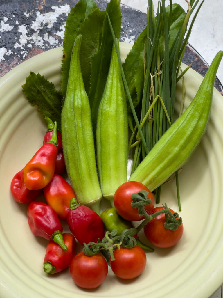 Garden, pimentos, cherry tomatoes, chive, chadon Beni, ochro, container gardening