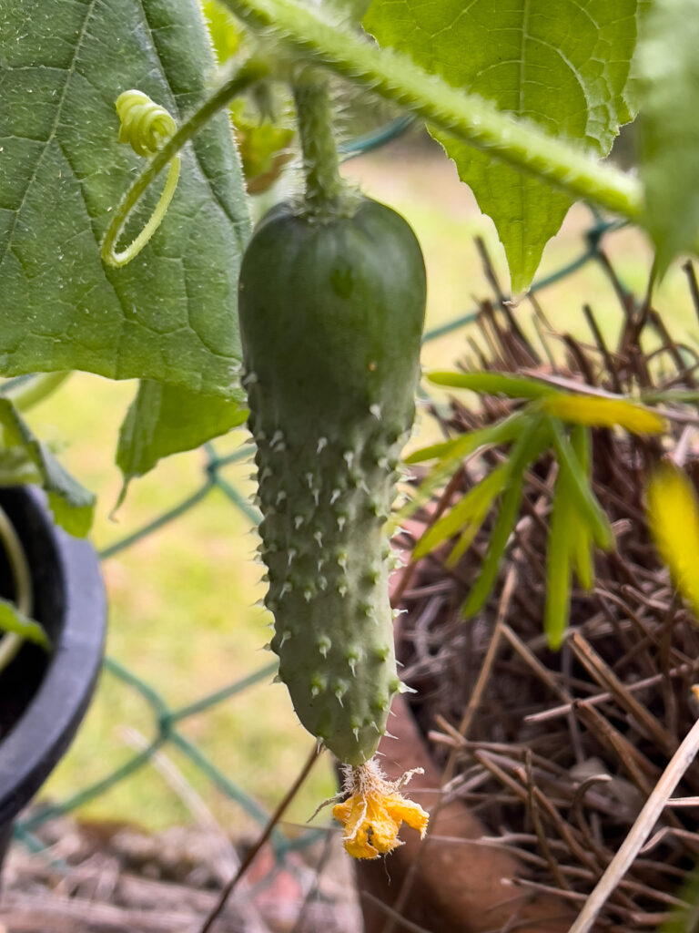 Garden, growing cucumber, container gardening