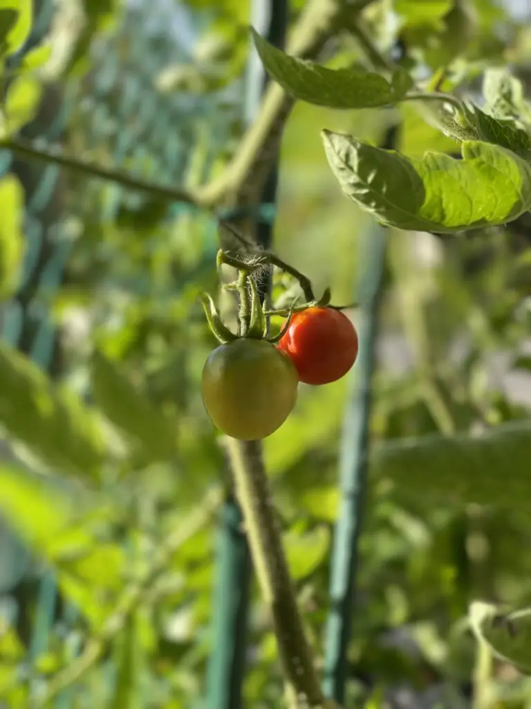 Cherry Tomatoes, garden, container gardening